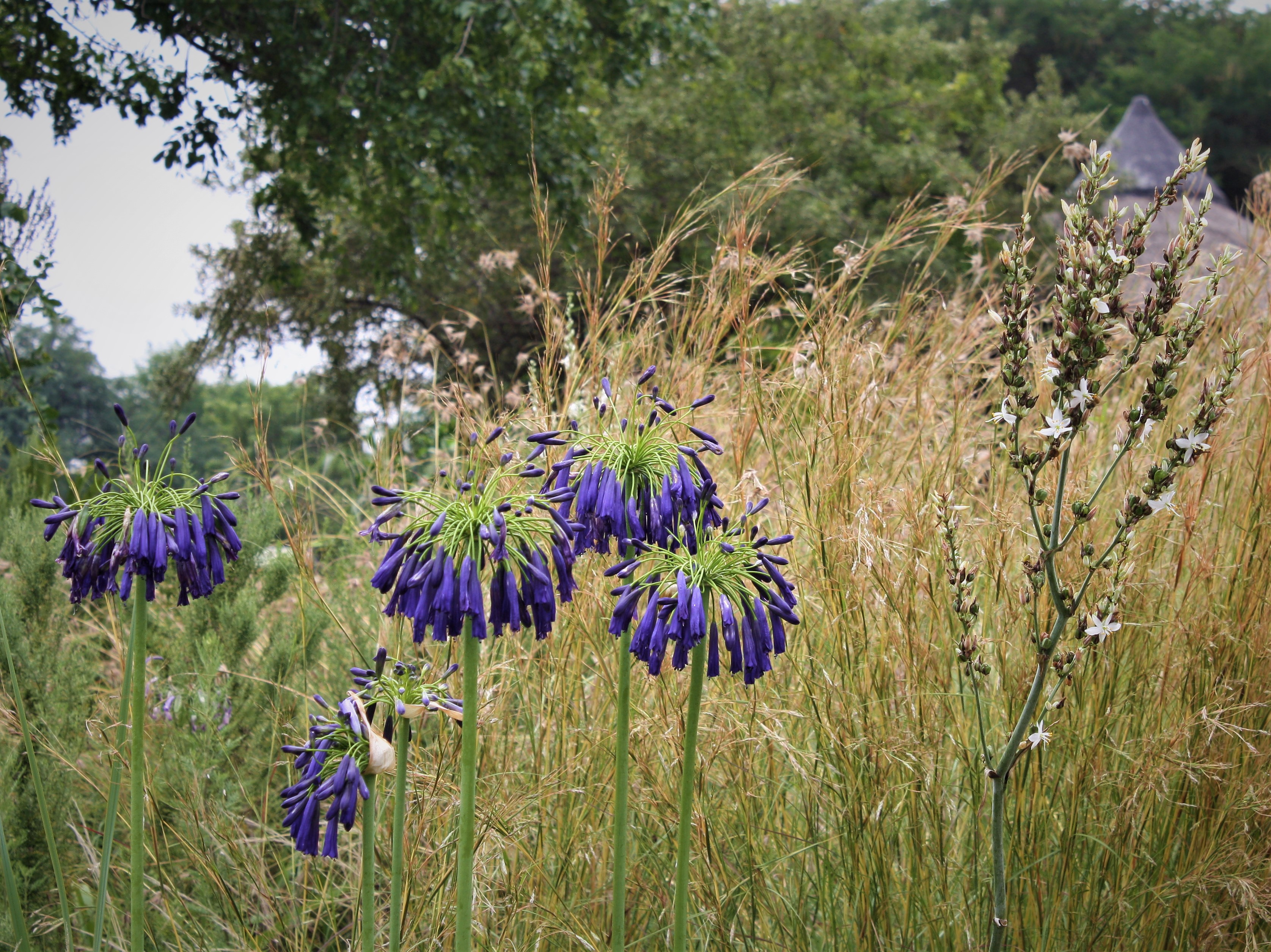 Agapanthus inapertus 2024